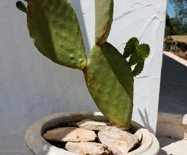Il Trullo Della Rondinina