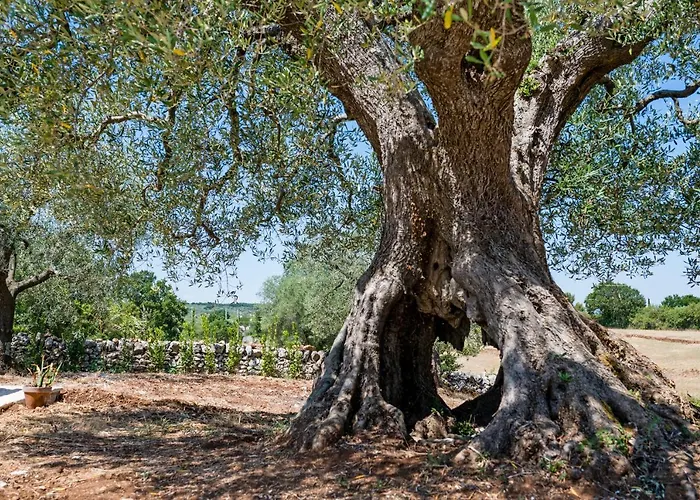 度假居 Il Trullo Della Rondinina 阿尔贝罗贝洛